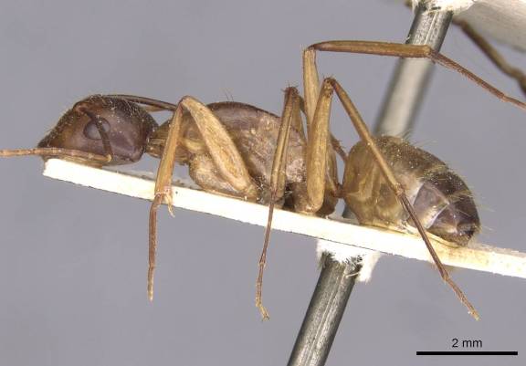 Camponotus thoracicus