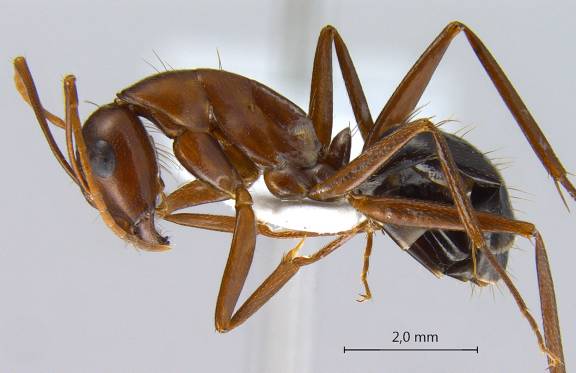 Camponotus turkestanicus
