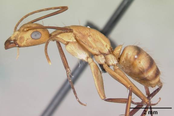 Camponotus variegatus