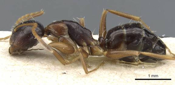 Camponotus vitiosus