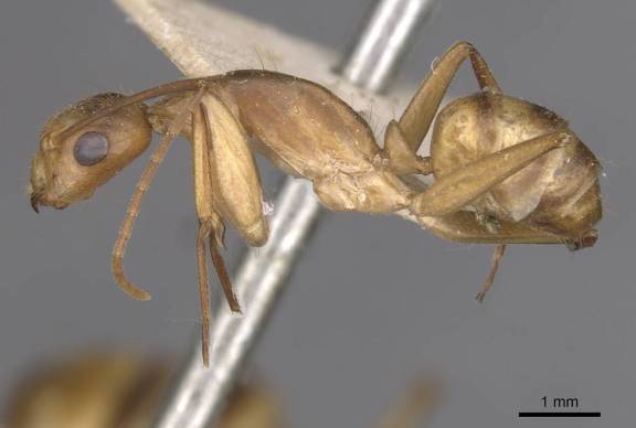 Camponotus vittatus
