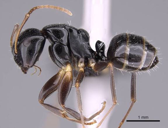 Camponotus zavo