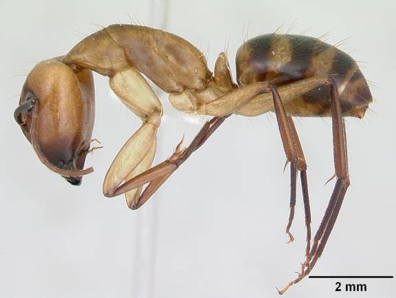 Camponotus zonatus
