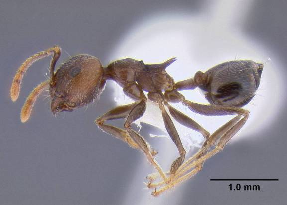 Crematogaster modiglianii