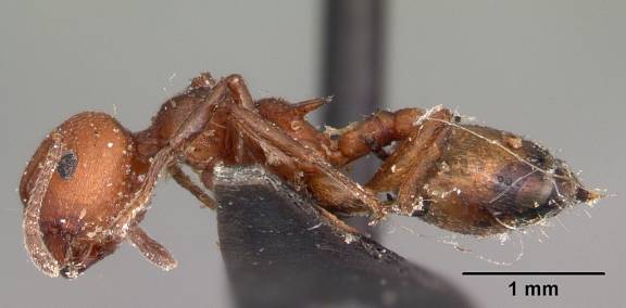 Crematogaster tricolor