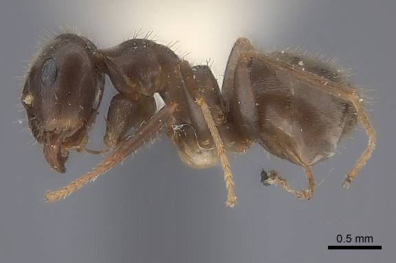 Lasius japonicus