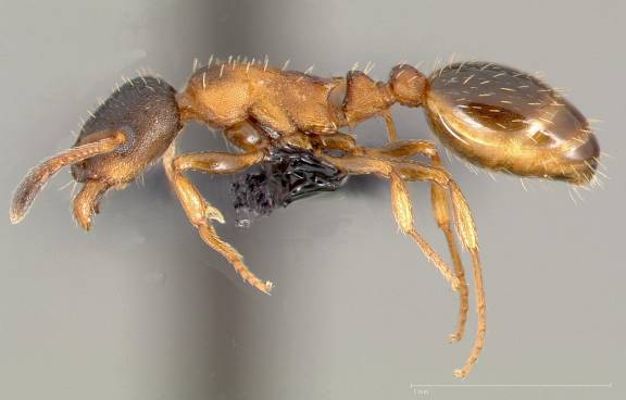 Leptothorax canadensis