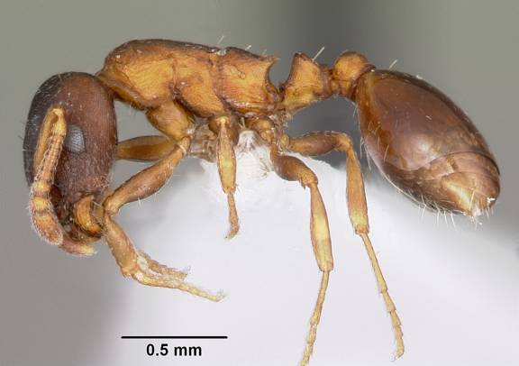 Leptothorax muscorum