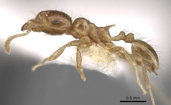 Lophomyrmex lucidus