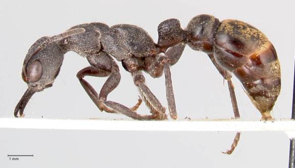 Myrmecia queenslandica