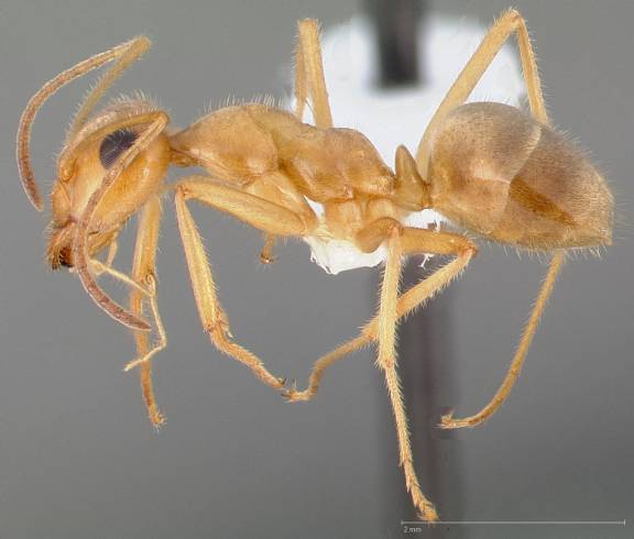 Myrmecocystus testaceus