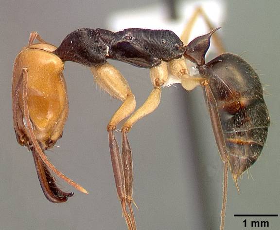 Odontomachus erythrocephalus