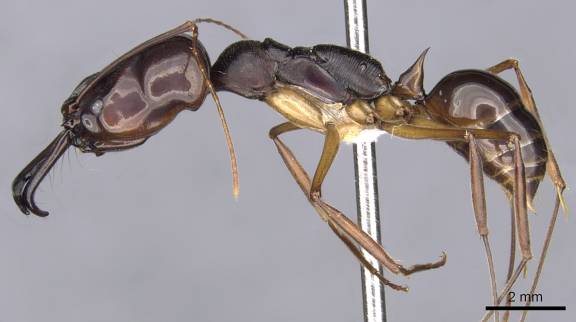 Odontomachus latidens