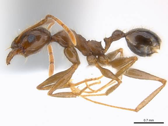 Pheidole crassinoda