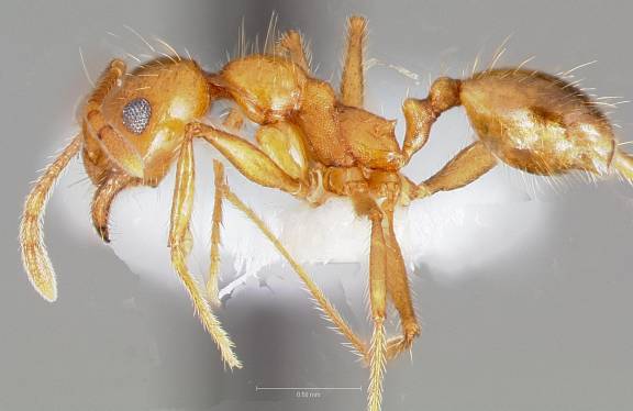 Pheidole hyatti