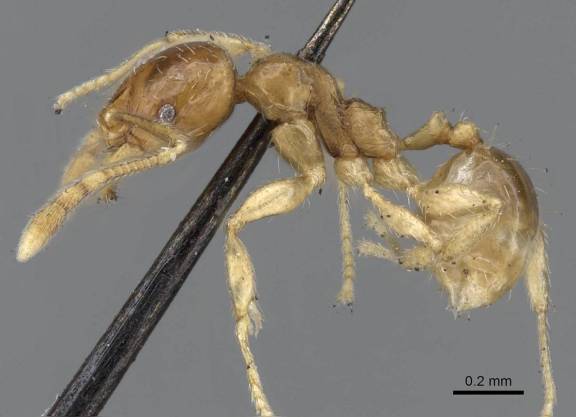 Pheidole minima