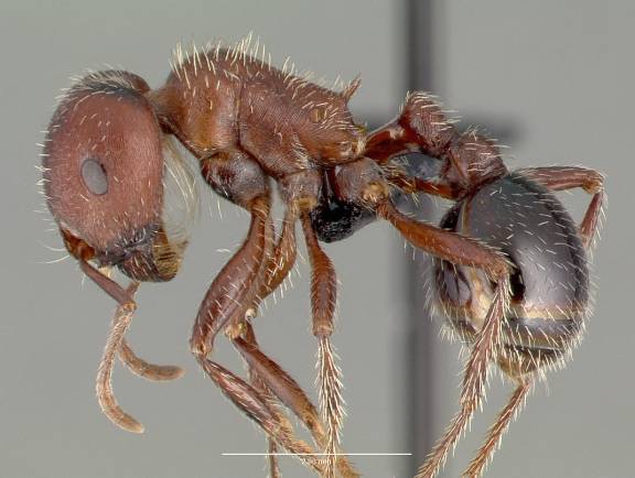 Pogonomyrmex bicolor