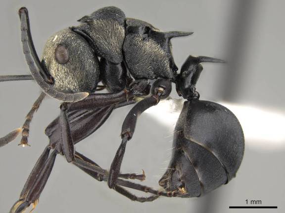 Polyrhachis daemeli