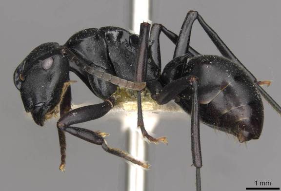 Polyrhachis ops
