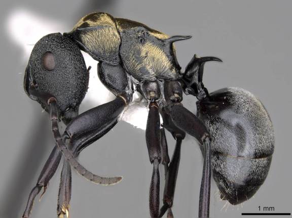 Polyrhachis ornata