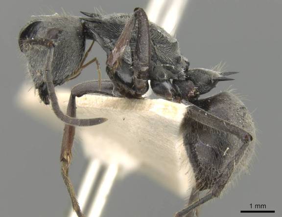 Polyrhachis pubescens