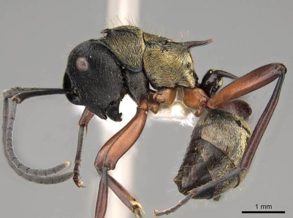 Polyrhachis rufifemur