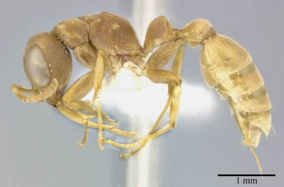 Pseudomyrmex boopis