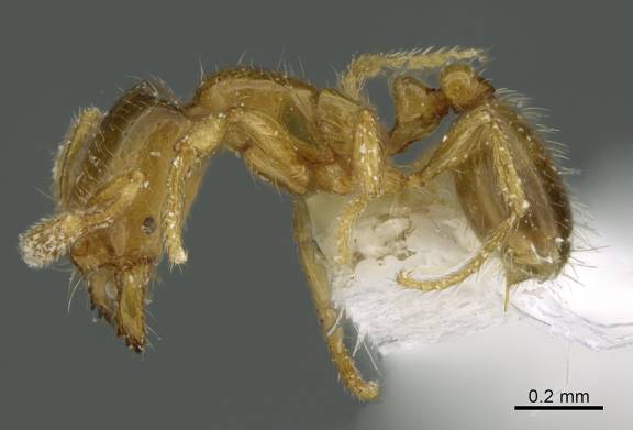 Solenopsis krockowi