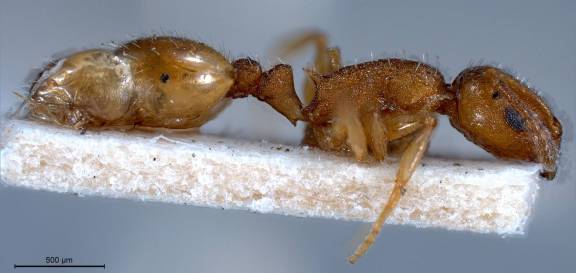 Temnothorax luteus