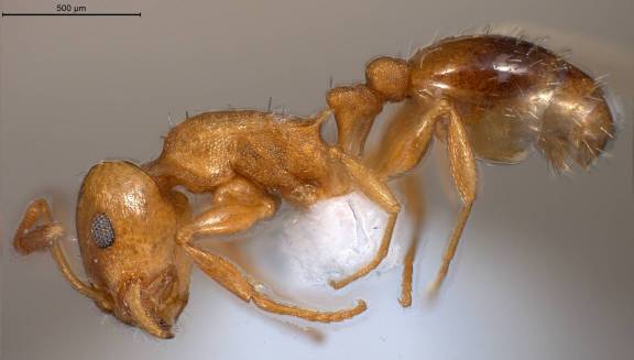 Temnothorax racovitzai