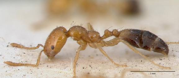 Trichomyrmex destructor